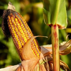 corn, food, field, vegetable, corncob, corn on the cob, crop, plant, plantation, cornfield, farm, nature, corn, corn, corn, corn, corn