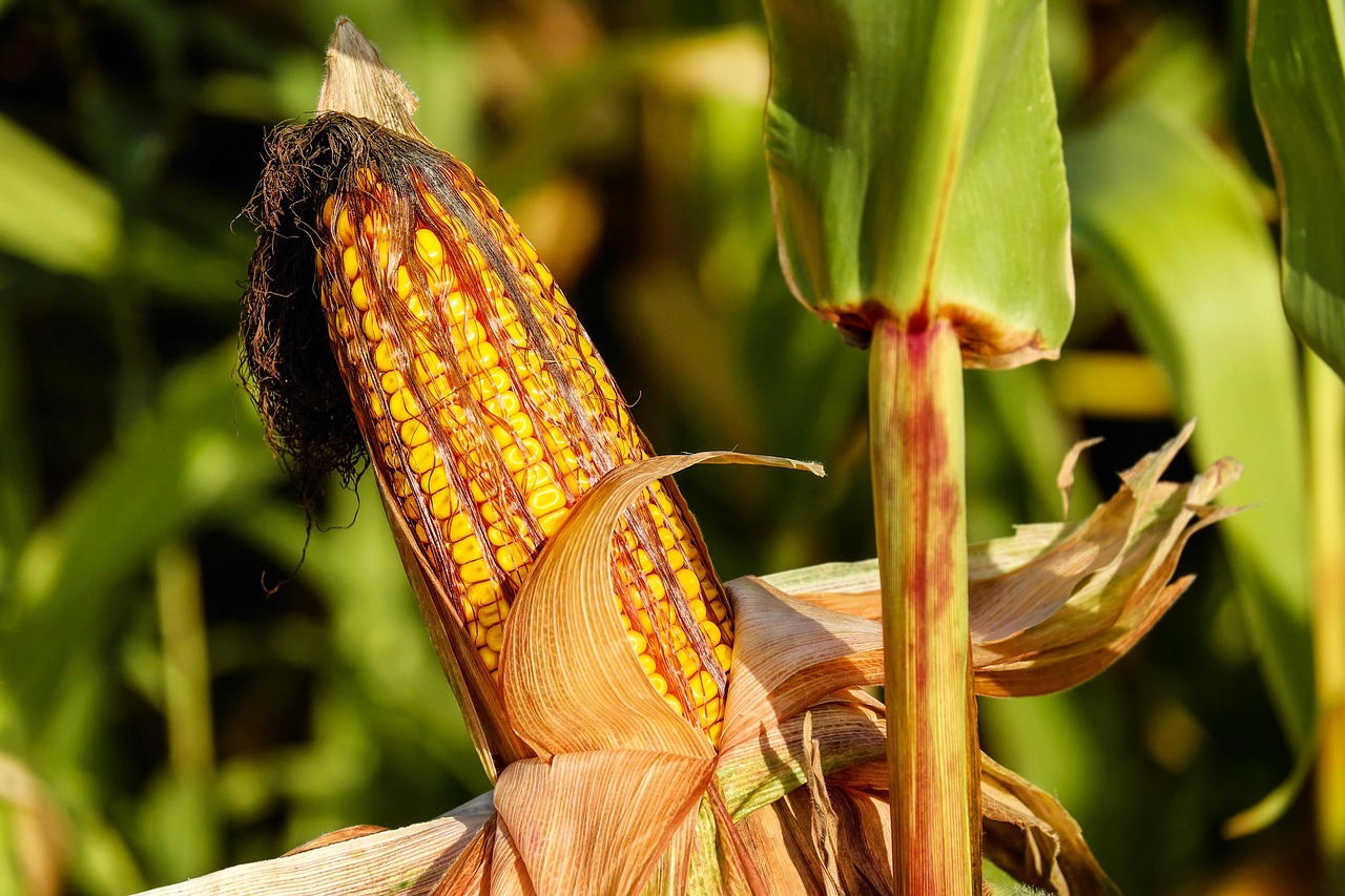 corn, food, field, vegetable, corncob, corn on the cob, crop, plant, plantation, cornfield, farm, nature, corn, corn, corn, corn, corn