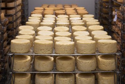 cheese, refining, milk, farm, cow, agriculture, cows, farmer, rural, manufacturing, craft, crust, food, cheese, cheese, cheese, cheese, cheese